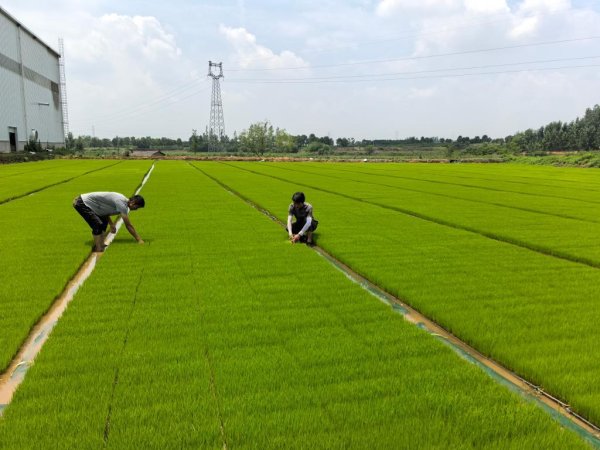 保利配资 “新农人”共筑“兴农路”：“新农人”付鹏程的稻乡情怀